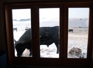Bull in the window