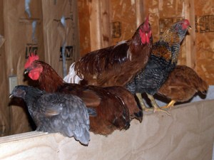 colorful chickens roosting