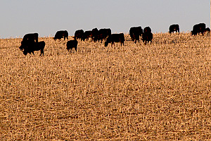 black cows grazing cornstalks in  nebraska field in winter