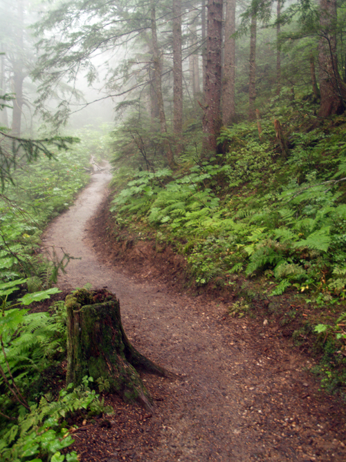 a hiking trail and old stump in the rainforest near Juneau, Alaska