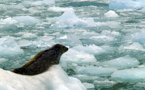 Seal on an iceberg getting ready to dive into the water