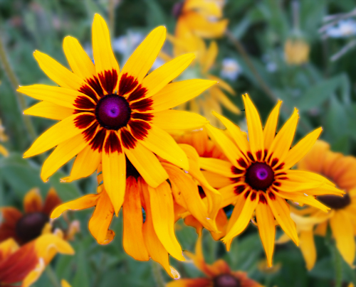 Two yellow flowers with red marking in the middle