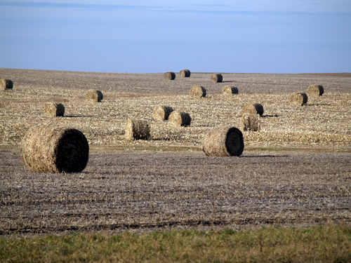 round bales of corn stalks sitting in a field in Nebraska