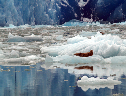 seal on an iceberg near the sawyer glacier in tracy arm fjord in southeast alaska