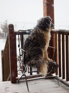 puppy sitting on a patio chair looking out at the blizzard
