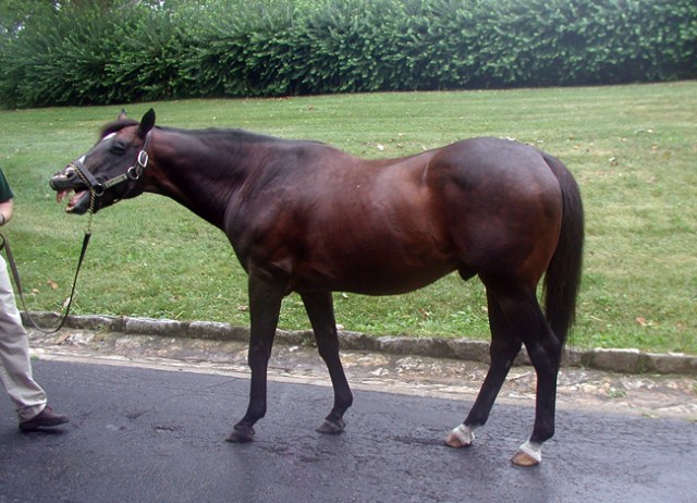 Danzig. A famous american racehorse- mostly known for his great descendants