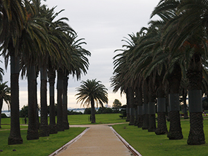 Palm trees at the St. Kilda beach at Melbourne, Australia