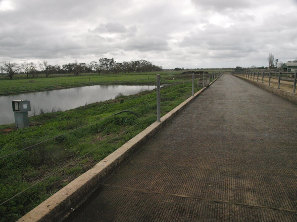Concrete feed pad on a dairy farm in victoria, australia