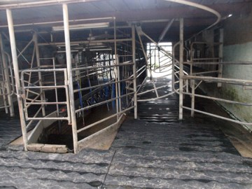 An open-air parlor on a small dairy farm in Victoria, Australia.