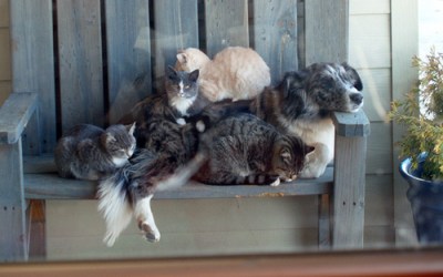 several cats napping on a good natured dog