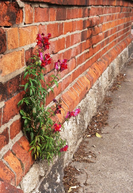 flower growing out of a wall in dublin, ireland