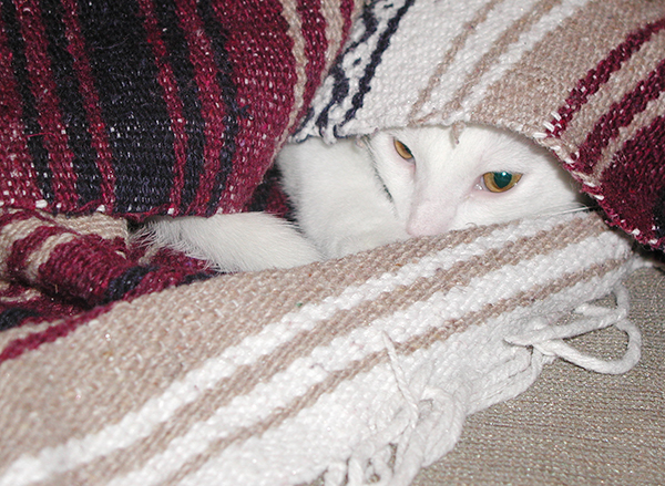 white cat peeking out from underneath a blanket