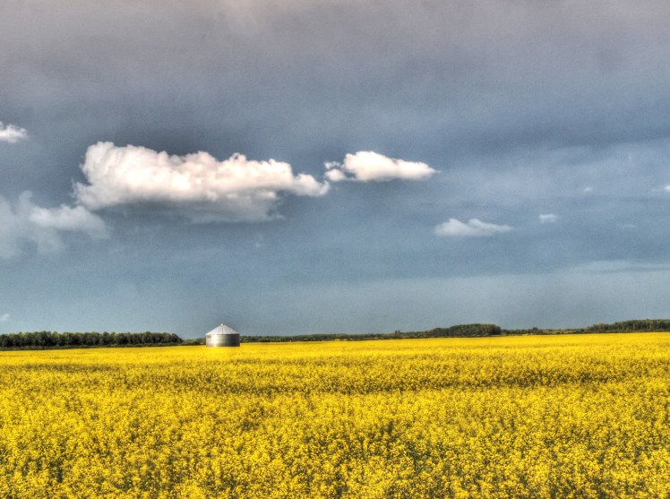 yellow canola field in bloom with blue sky and small grain bin in Manitoba