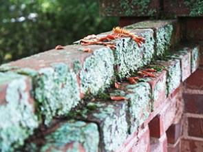 a brick wall with some dead leaves on the top