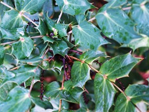 a holly bush with rain drops