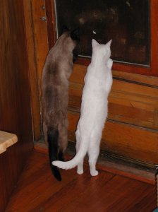 two cats standing on their hind legs looking out the door