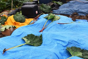 potato patch covered