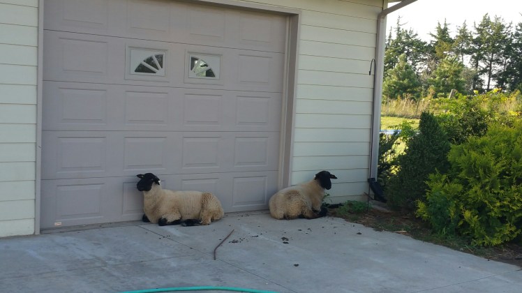 20160823_184036_resized