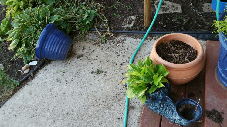 potted plants eaten by sheep