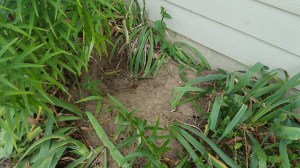 hole dug by the dog in the landscape. She is looking for a cool place on hot days