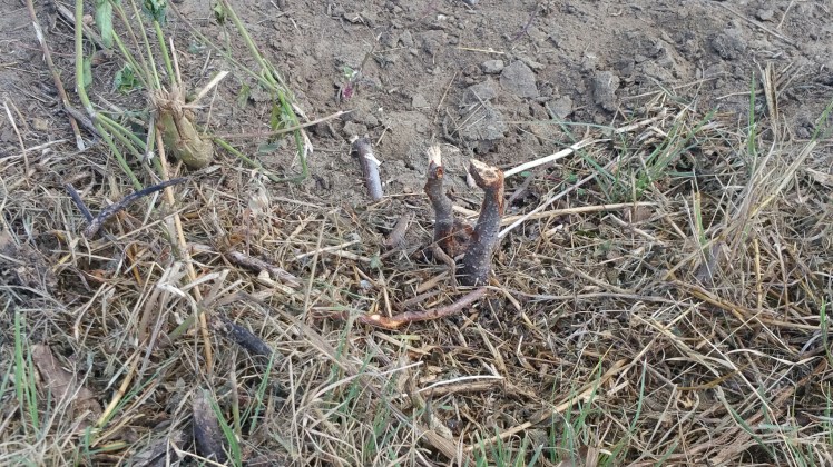 A shrub that got mowed off in the landscape