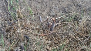 A shrub that got mowed off in the landscape