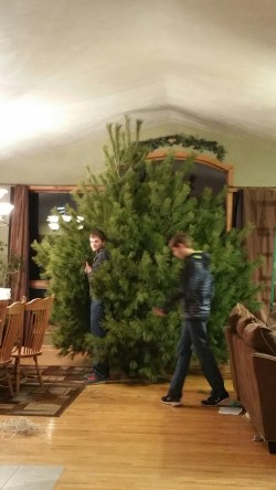 large Christmas tree