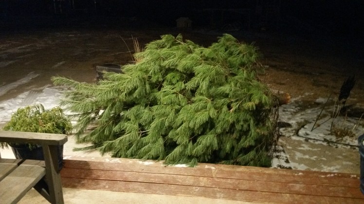 large christmas tree taken outside