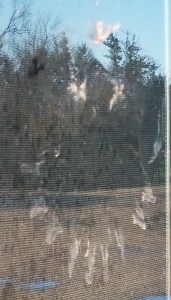 window meets bird
